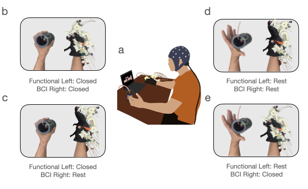 Preview of the bimanual BCI hand exoskeleton paper