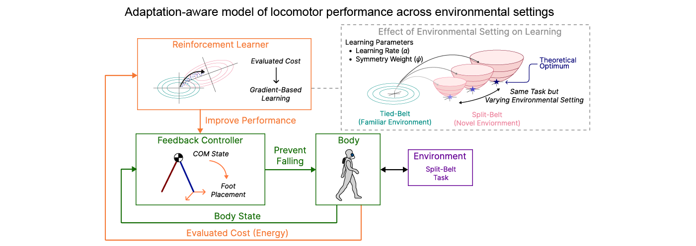 Preview of the fall risk-aware locomotor adaptation paper